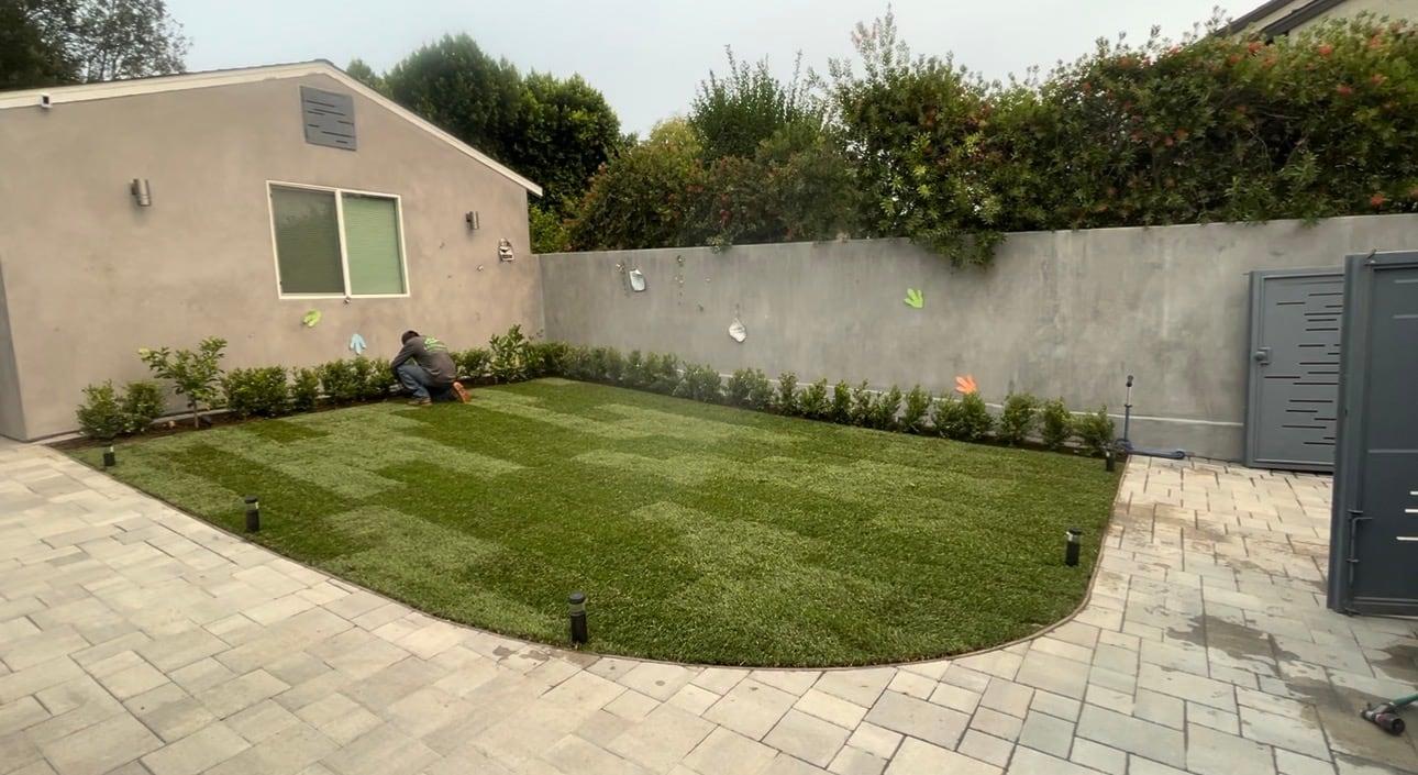 Crew installing a new turf lawn edged by a fresh hedge