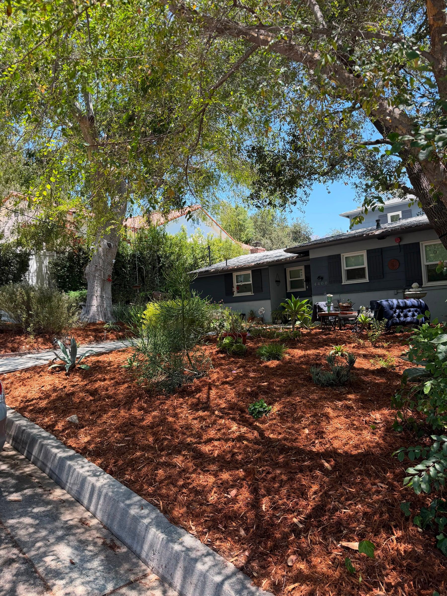 Front yard mulch bed with agave under a mature oak tree